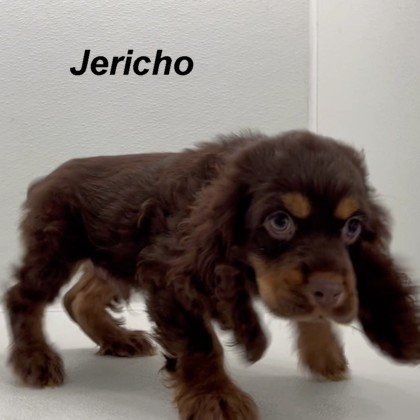 puppy, for, sale, Cocker Spaniel, Joe & Cherri  Overlease, dog, breeder, Miller, MO, dog-breeder, puppy-for-sale, forsale, nearby, find, puppyfind, locator, puppylocator, aca